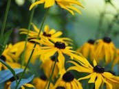Close-up of vibrant black-eyed susans (Rudbeckia hirta) flourishing in a summer garden.